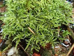 Attēlu rezultāti vaicājumam “Cratoneuron filicinum”