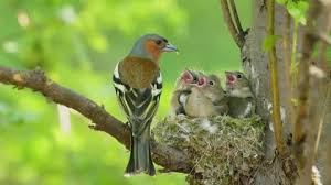 Attēlu rezultāti vaicājumam “Fringilla coelebs nest”
