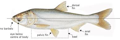 Image result for Hypophthalmichthys molitrix