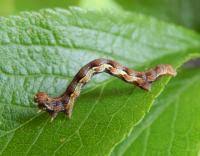Attēlu rezultāti vaicājumam “Erannis defoliaria larva”