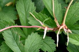 Attēlu rezultāti vaicājumam “Potentilla reptans leaf”