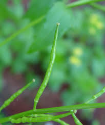 Attēlu rezultāti vaicājumam “Sinapis arvensis”