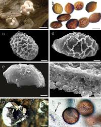 Attēlu rezultāti vaicājumam “Amaurochaete atra spores”
