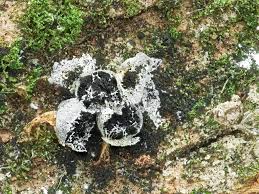 Attēlu rezultāti vaicājumam “Physarum bryomacrocarpum spores”