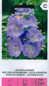 Attēlu rezultāti vaicājumam “Polemonium caeruleum bud”