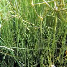 Attēlu rezultāti vaicājumam “Chara filiformis”