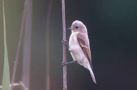 Attēlu rezultāti vaicājumam “Remiz pendulinus adult”