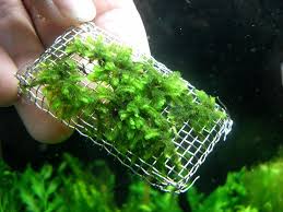 Attēlu rezultāti vaicājumam “Jungermannia leiantha sporophyte”