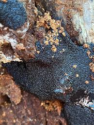 Attēlu rezultāti vaicājumam “Lindbladia tubulina spores”