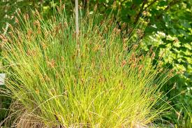 Attēlu rezultāti vaicājumam “Carex appropinquata leaf”