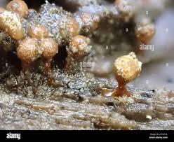 Attēlu rezultāti vaicājumam “Hemitrichia leiotricha macro”