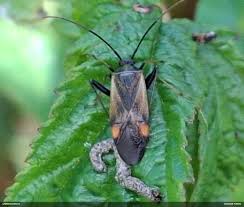 Attēlu rezultāti vaicājumam “Adelphocoris seticornis”