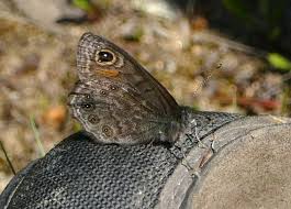 Attēlu rezultāti vaicājumam “Lasiommata petropolitana”