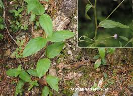 Attēlu rezultāti vaicājumam “Epilobium montanum leaf”