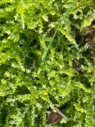 Attēlu rezultāti vaicājumam “Oxyrrhynchium hians var. rigidum macro”