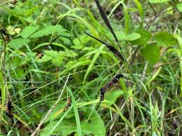 Attēlu rezultāti vaicājumam “Anthracoidea”