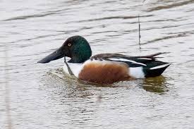 Attēlu rezultāti vaicājumam “Anas clypeata male”