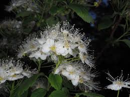 Attēlu rezultāti vaicājumam “Spiraea chamaedryfolia”