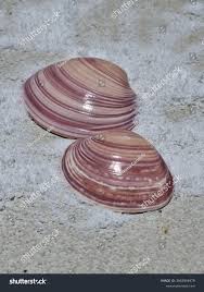 Attēlu rezultāti vaicājumam “Macoma baltica”