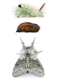 Attēlu rezultāti vaicājumam “Calliteara pudibunda”