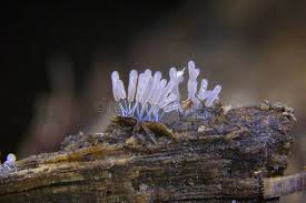 Attēlu rezultāti vaicājumam “Stemonitopsis typhina young”