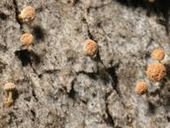 Attēlu rezultāti vaicājumam “Sclerophora coniophaea”