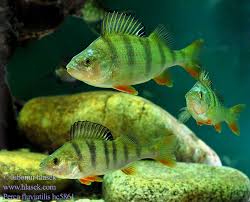 Attēlu rezultāti vaicājumam “Perca fluviatilis”