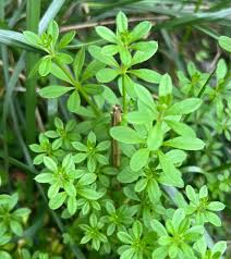 Attēlu rezultāti vaicājumam “Galium aparine leaf”