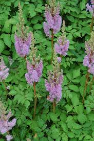 Attēlu rezultāti vaicājumam “Astilbe chinensis flower”