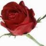 http://t0.gstatic.com/images?q=tbn:ANd9GcQybJC9BBvxHzTLuu16fXayJlgUL9I92s2CY25WxrqGSG3YfX-_Qw