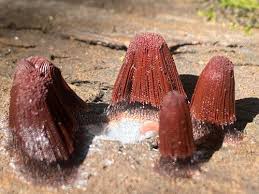 Attēlu rezultāti vaicājumam “Oligonema persimile”