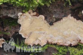 Attēlu rezultāti vaicājumam “Cystostereum murrayi”