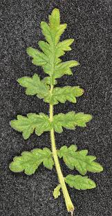 Attēlu rezultāti vaicājumam “Veronica officinalis leaf”