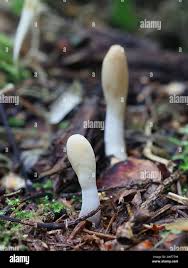 Attēlu rezultāti vaicājumam “Podostroma leucopus”