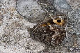 Attēlu rezultāti vaicājumam “Hipparchia semele underside”