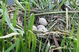 Attēlu rezultāti vaicājumam “Fulica atra eggs”