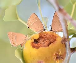 Attēlu rezultāti vaicājumam “Favonius quercus”