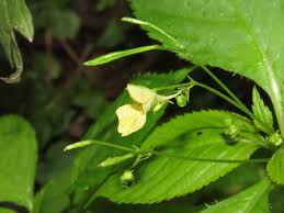 Attēlu rezultāti vaicājumam “Impatiens parviflora”
