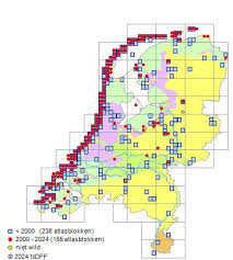Attēlu rezultāti vaicājumam “Festuca arenaria”