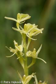 Attēlu rezultāti vaicājumam “Liparis loeselii bud”