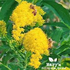 Attēlu rezultāti vaicājumam “Solidago canadensis”