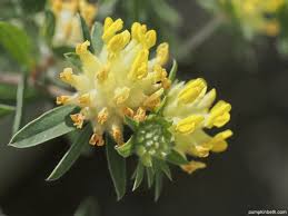 Image result for Anthyllis vulneraria