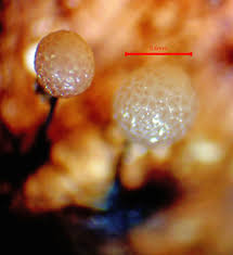 Attēlu rezultāti vaicājumam “Lamproderma gulielmae”
