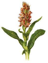 Attēlu rezultāti vaicājumam “Orchis mascula leaf”