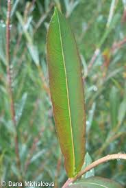 Attēlu rezultāti vaicājumam “Salix purpurea leaf”