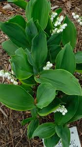 Attēlu rezultāti vaicājumam “Convallaria majalis leaf”