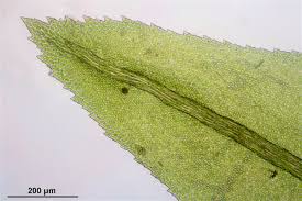 Attēlu rezultāti vaicājumam “Thamnobryum alopecurum”