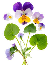 Attēlu rezultāti vaicājumam “Viola tricolor leaf”