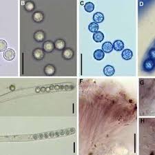 Attēlu rezultāti vaicājumam “Diderma crustaceum”