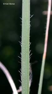Attēlu rezultāti vaicājumam “Koeleria glauca leaf”